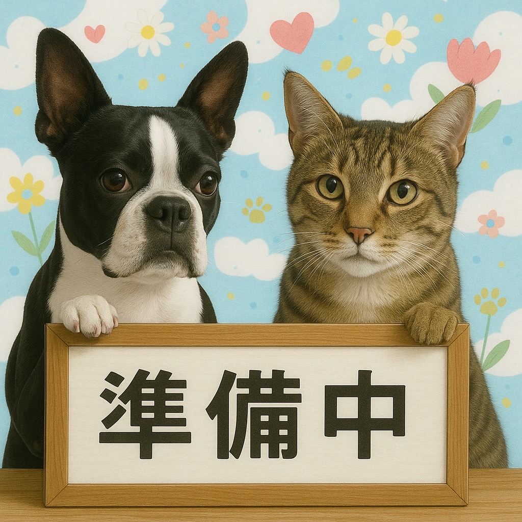 東京都のラグドール (かねだい足立店/2025年9月22日生まれ/女の子/シールポイントバイカラー)の子猫