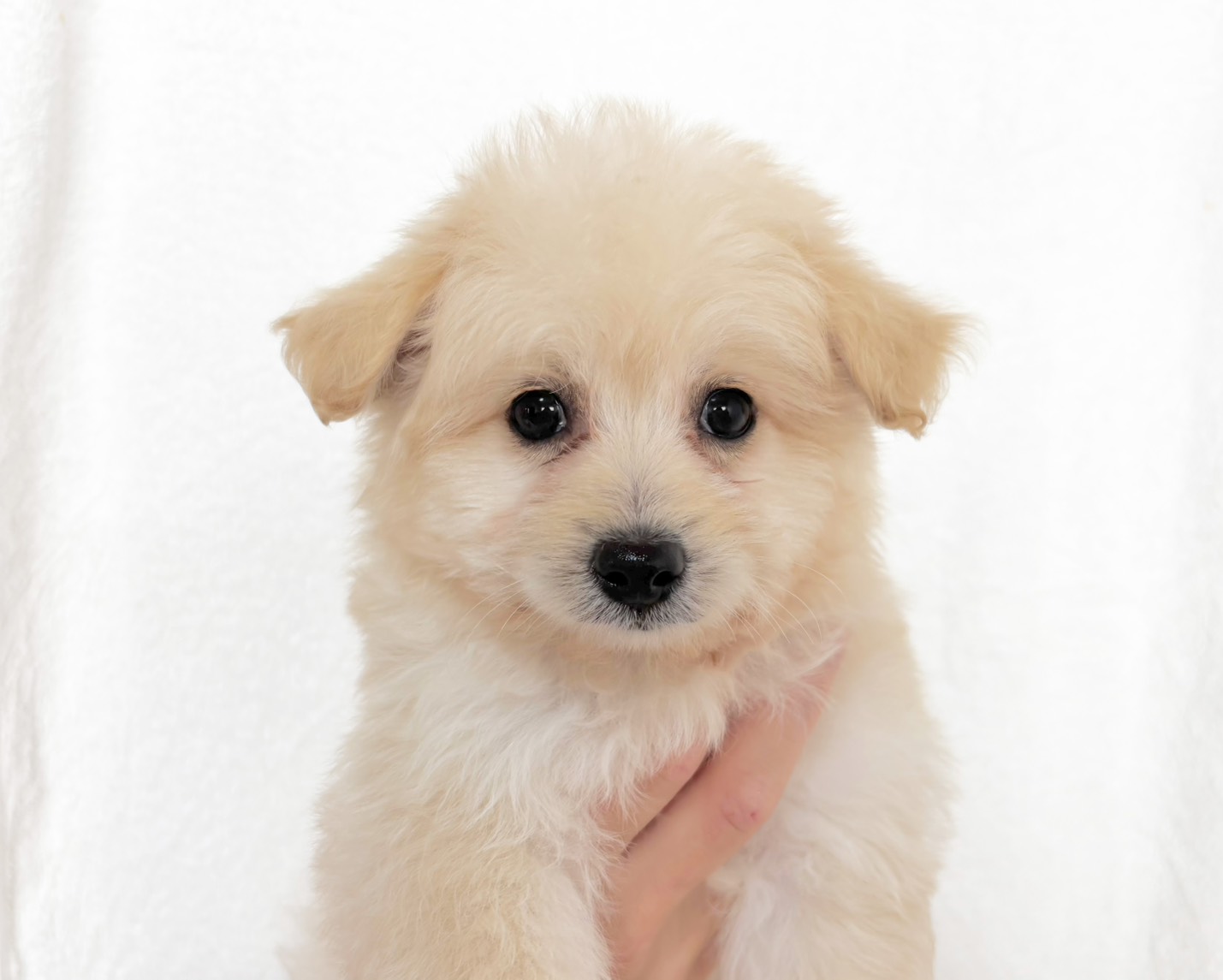 群馬県のハーフ犬・ミックス犬 (かねだいペットトライアル桐生/2025年4月28日生まれ/男の子/クリーム)の子犬の1枚目の画像