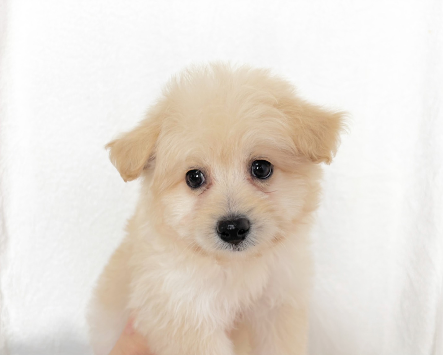 群馬県のハーフ犬・ミックス犬 (かねだいペットトライアル桐生/2025年4月28日生まれ/男の子/クリーム)の子犬の2枚目の画像