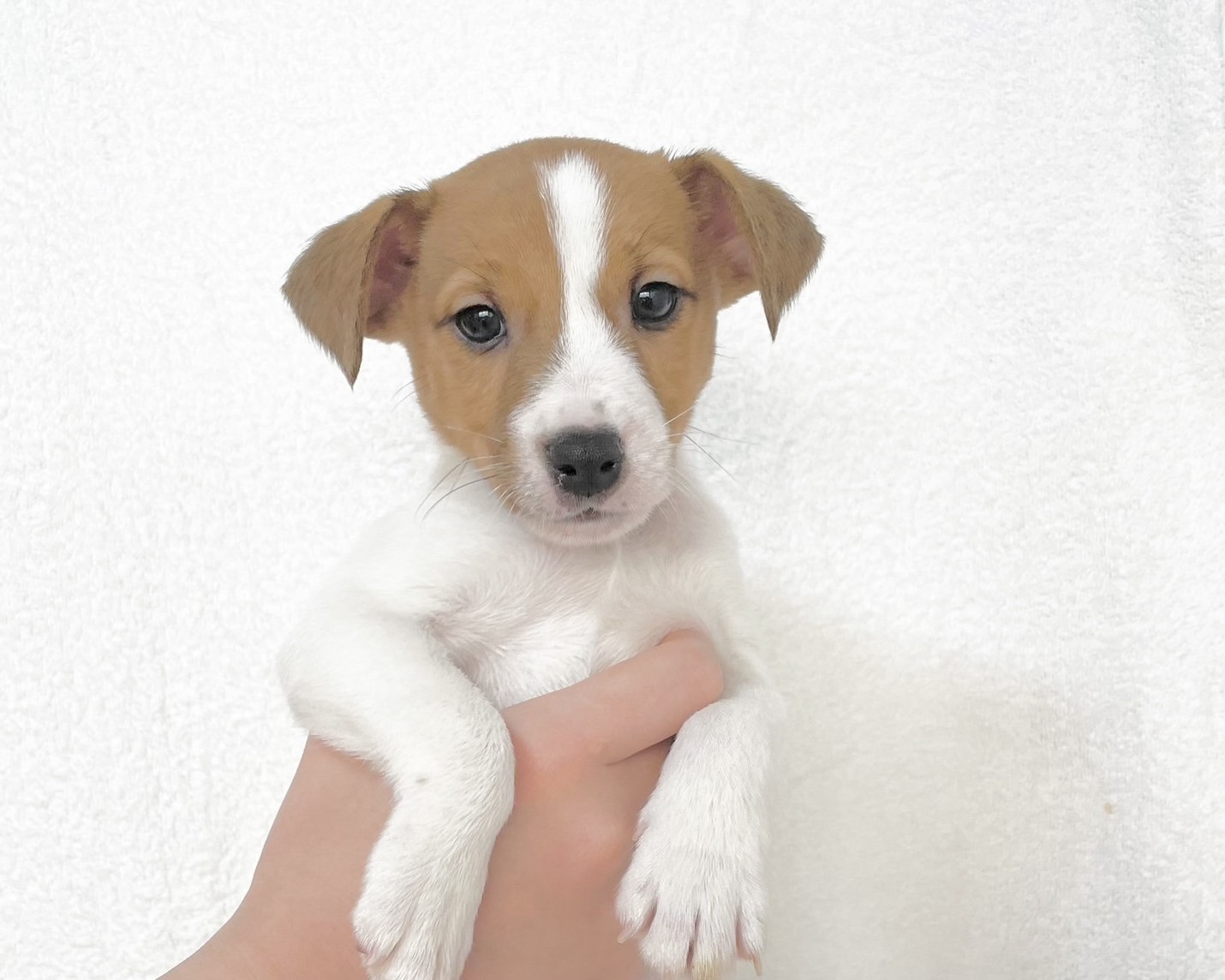 群馬県のジャックラッセルテリア (かねだいペットトライアル桐生/2025年9月27日生まれ/男の子/ホワイト / タン)の子犬の2枚目の画像
