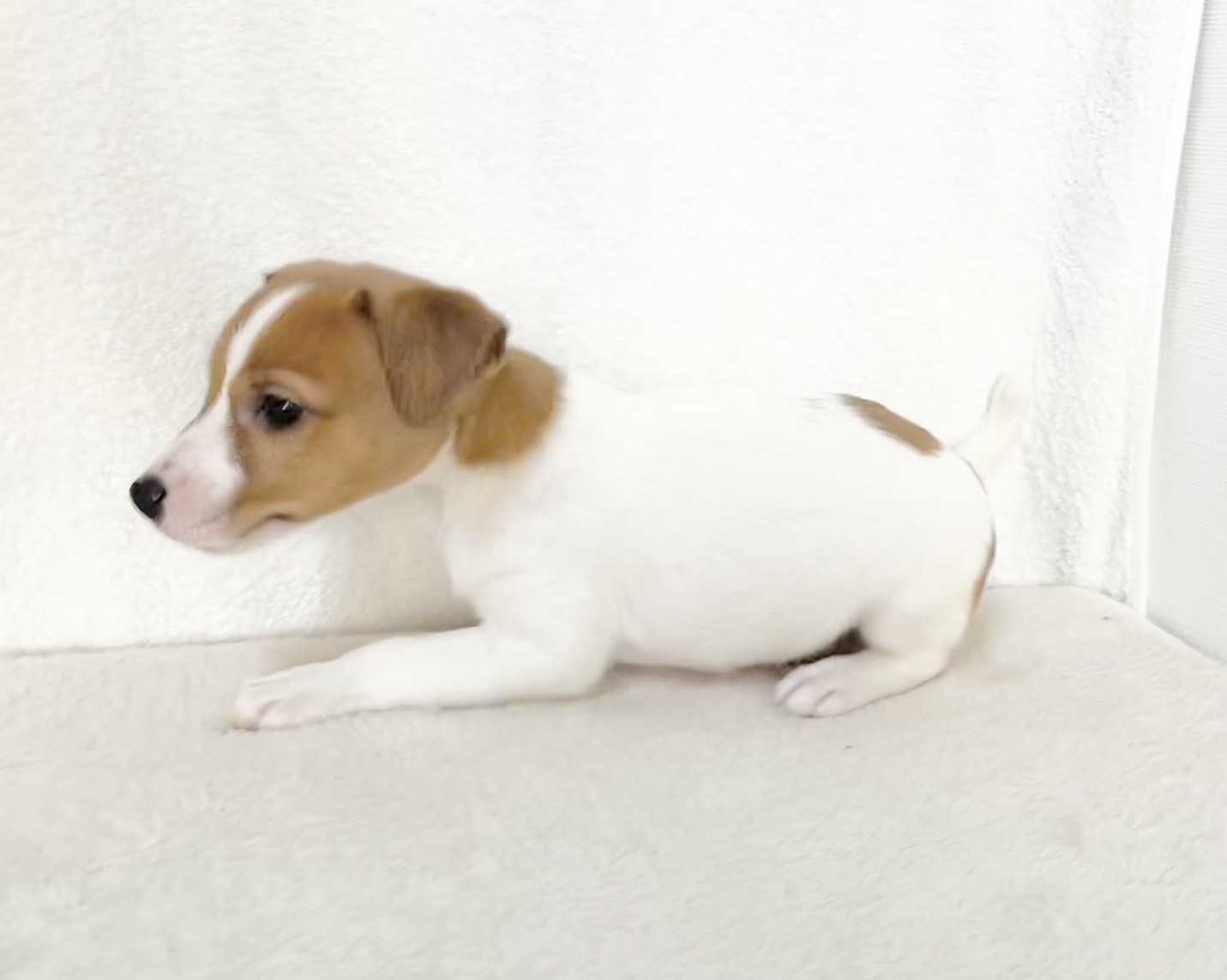 群馬県のジャックラッセルテリア (かねだいペットトライアル桐生/2025年9月27日生まれ/男の子/ホワイト / タン)の子犬の4枚目の画像