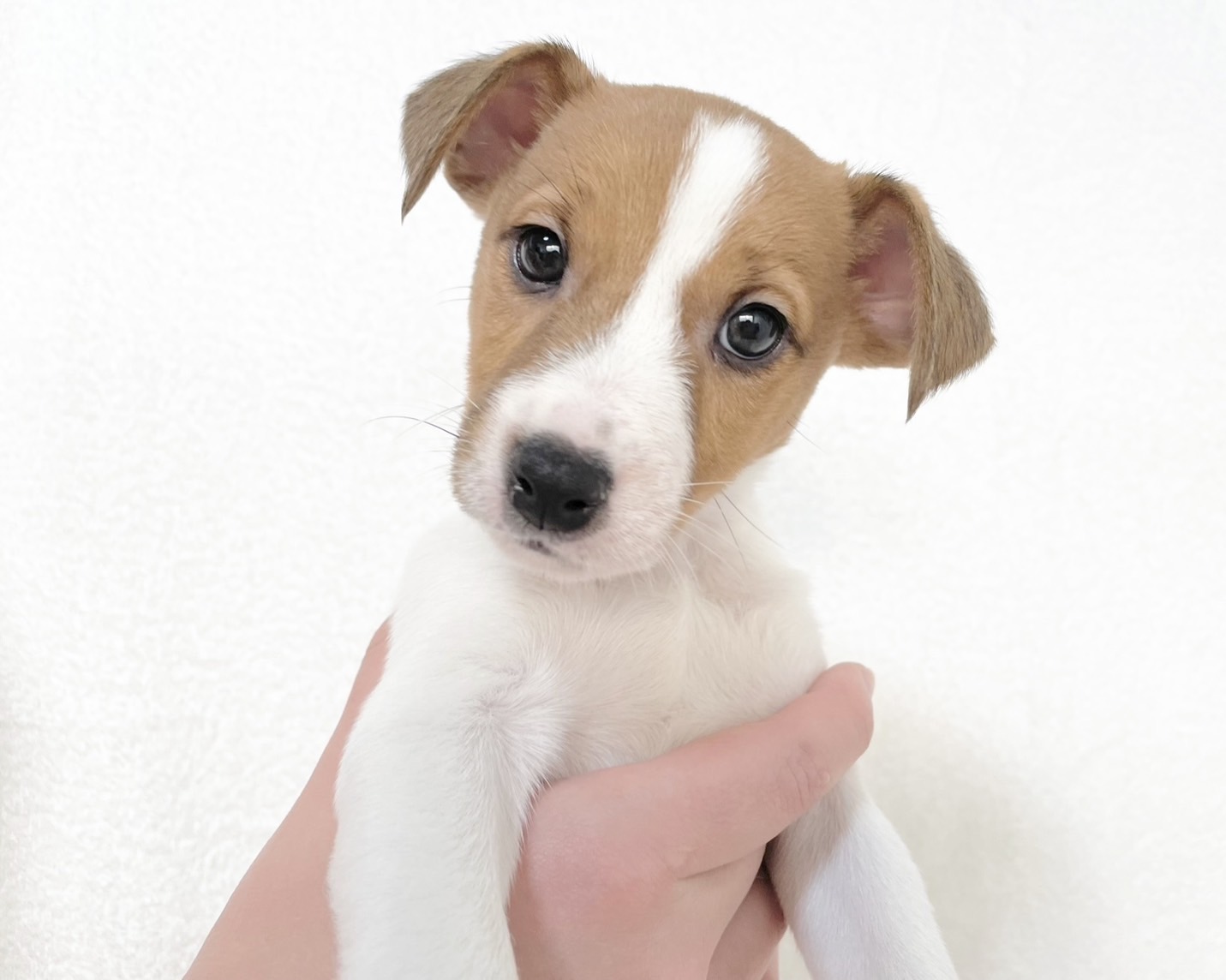 群馬県のジャックラッセルテリア (かねだいペットトライアル桐生/2025年9月27日生まれ/男の子/ホワイト / タン)の子犬の1枚目の画像