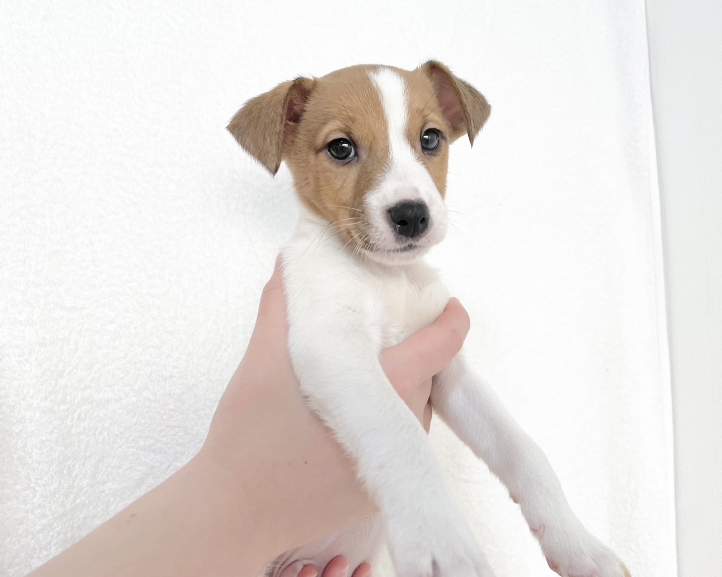 群馬県のジャックラッセルテリア (かねだいペットトライアル桐生/2025年9月27日生まれ/男の子/ホワイト / タン)の子犬の3枚目の画像