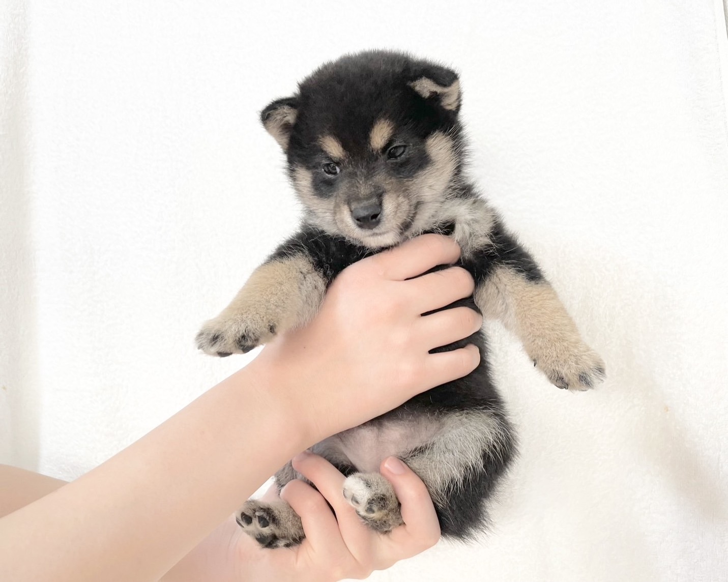 群馬県の柴犬(標準サイズ) (かねだいペットトライアル桐生/2025年9月21日生まれ/女の子/黒)の子犬の3枚目の画像