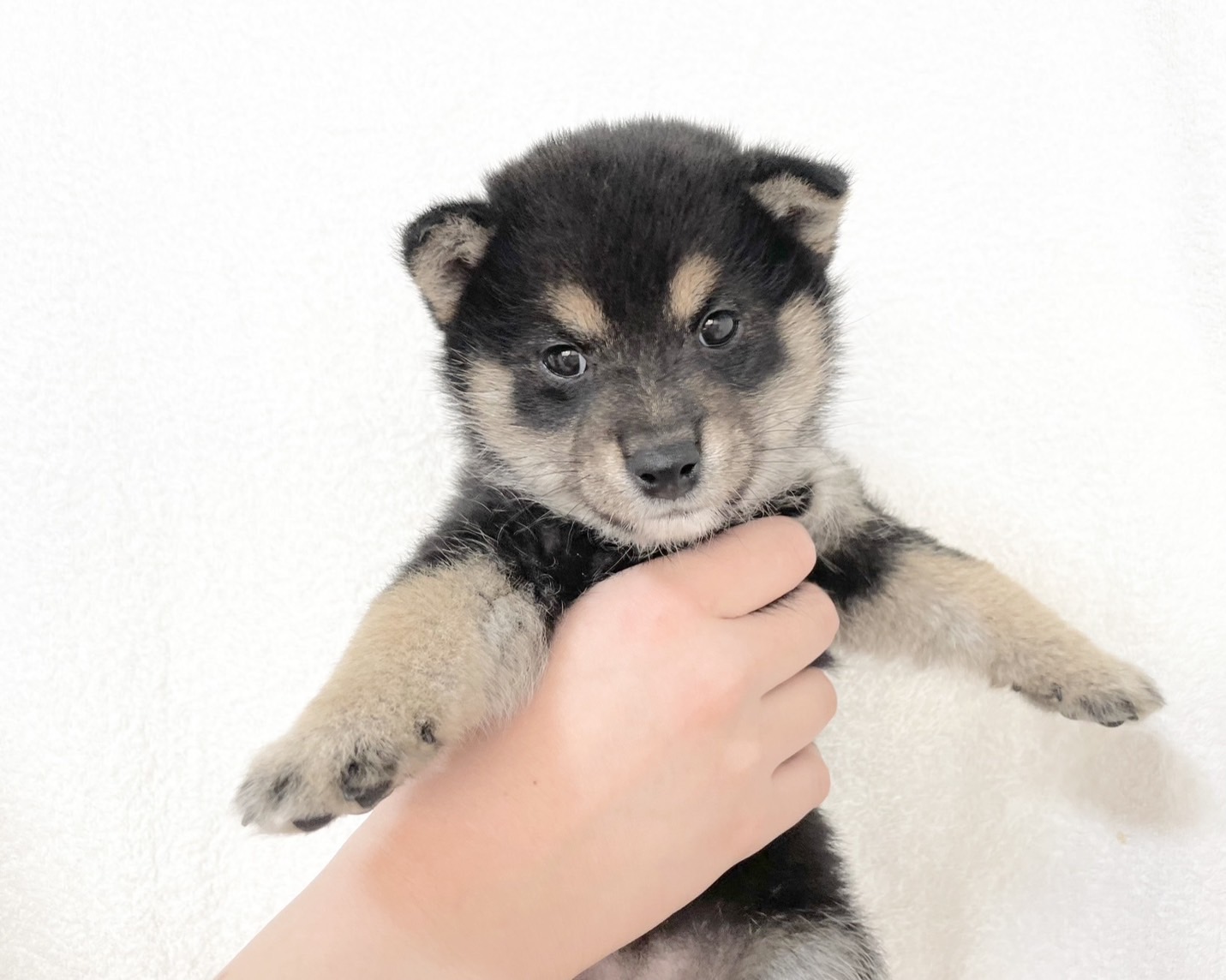 群馬県の柴犬(標準サイズ) (かねだいペットトライアル桐生/2025年9月21日生まれ/女の子/黒)の子犬の1枚目の画像