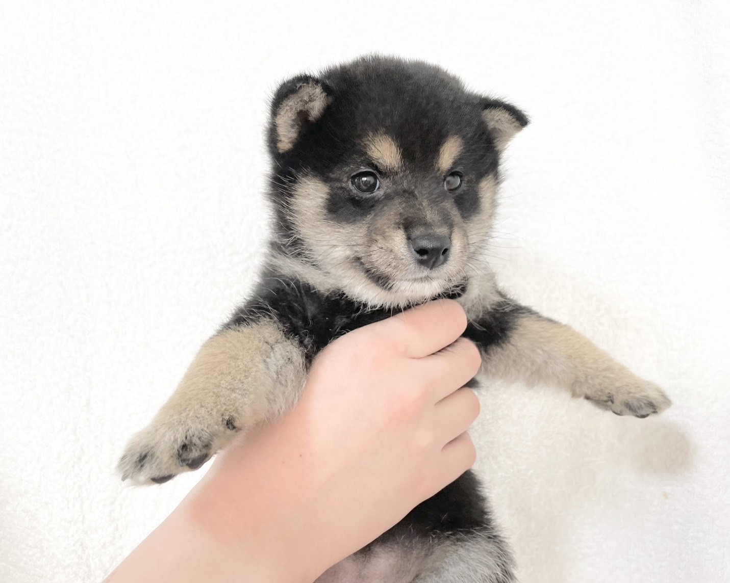 群馬県の柴犬(標準サイズ) (かねだいペットトライアル桐生/2025年9月21日生まれ/女の子/黒)の子犬の2枚目の画像