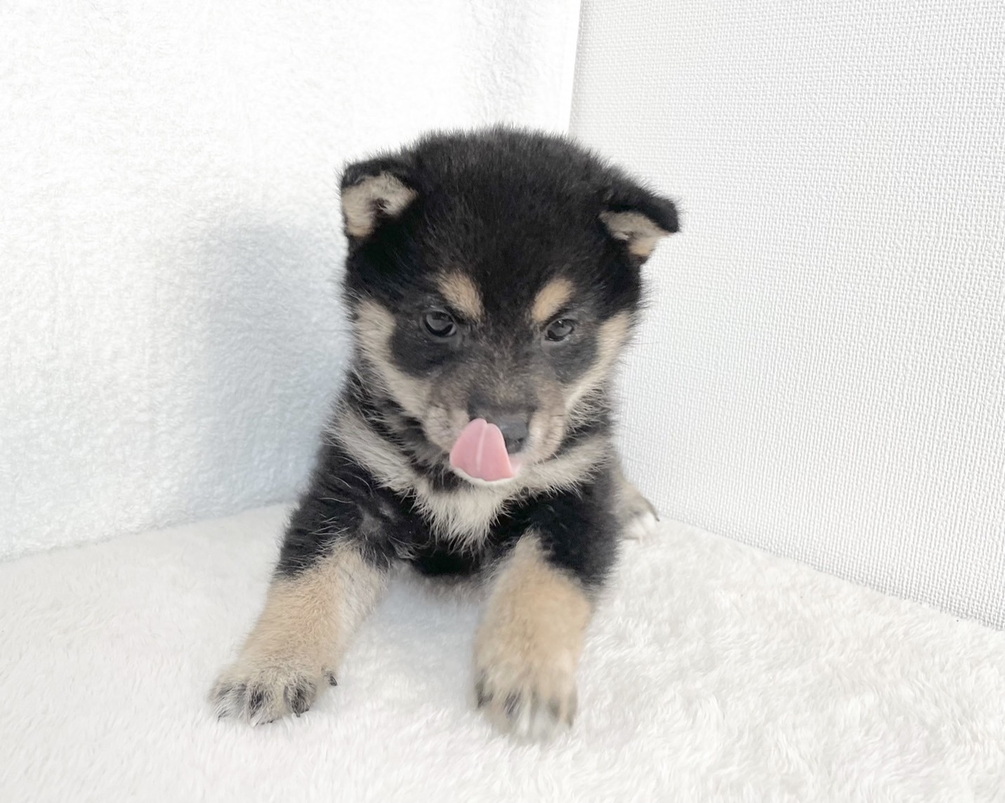 群馬県の柴犬(標準サイズ) (かねだいペットトライアル桐生/2025年9月21日生まれ/女の子/黒)の子犬の4枚目の画像