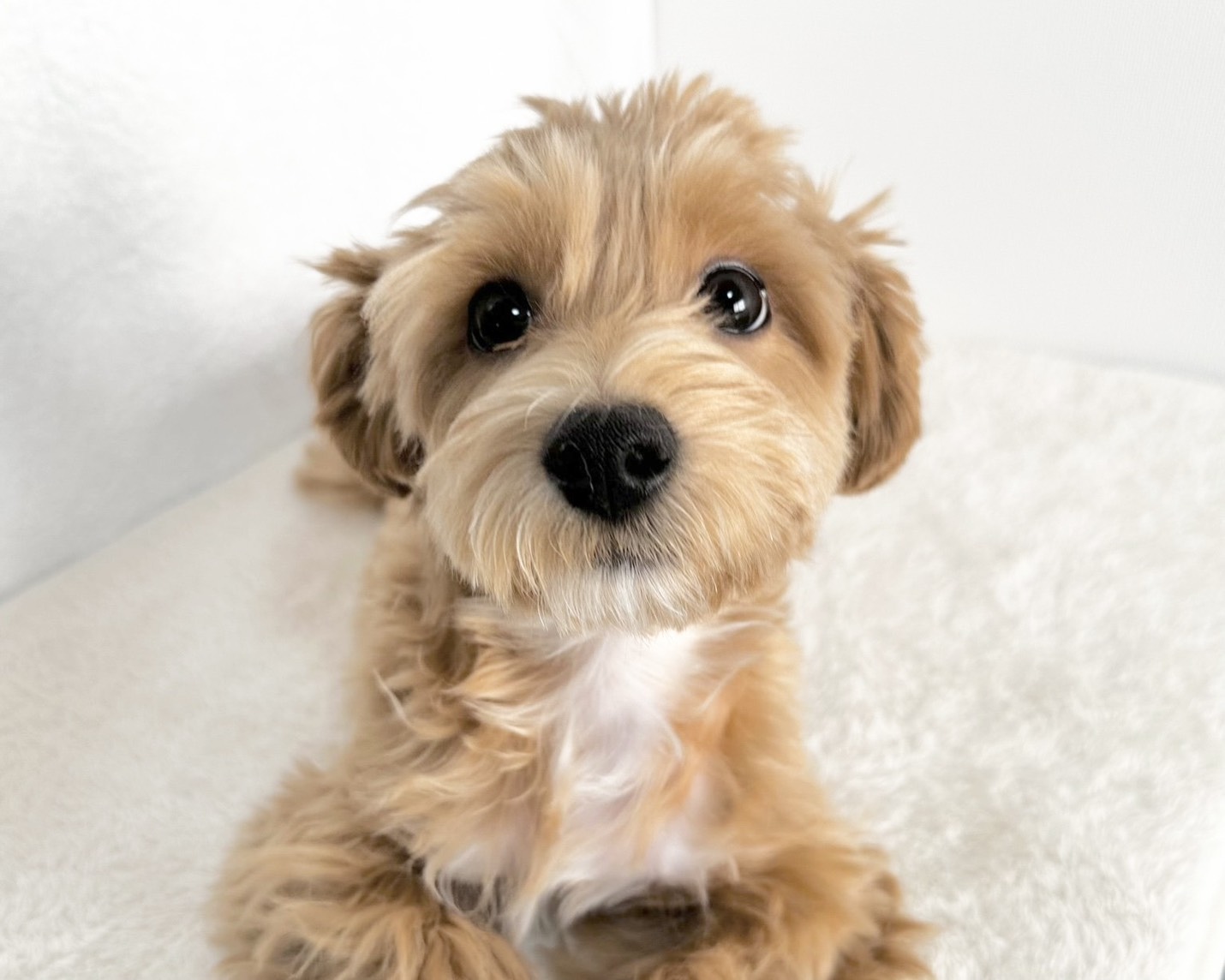 群馬県のマルプー(マルチーズ×プードル) (かねだいペットトライアル桐生/2025年7月14日生まれ/男の子/アプリコット)の子犬の1枚目の画像