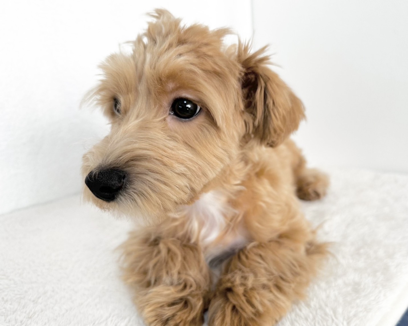 群馬県のマルプー(マルチーズ×プードル) (かねだいペットトライアル桐生/2025年7月14日生まれ/男の子/アプリコット)の子犬の2枚目の画像