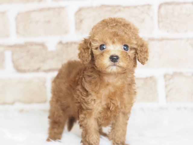 埼玉県のトイプードル(トイ) (かねだい戸田店/2025年10月4日生まれ/男の子/レッド)の子犬