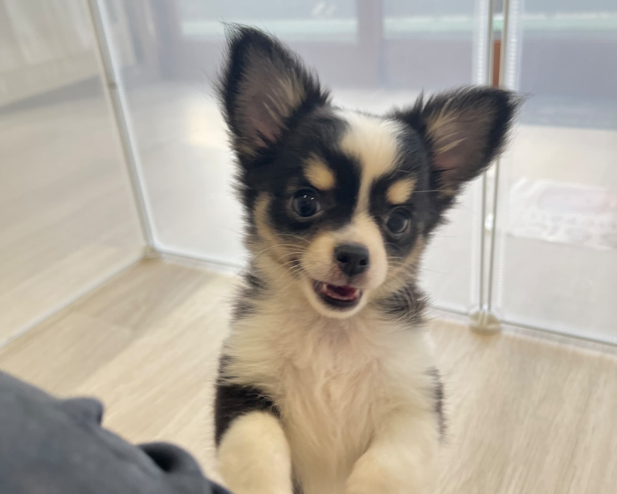 群馬県のチワワ(ロング) (かねだいペットトライアル前橋/2025年9月22日生まれ/男の子/ブラックタンホワイト)の子犬の4枚目の画像