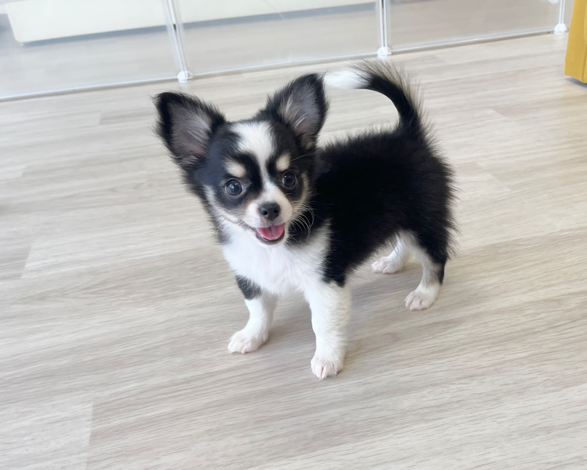 群馬県のチワワ(ロング) (かねだいペットトライアル前橋/2025年9月22日生まれ/男の子/ブラックタンホワイト)の子犬の1枚目の画像