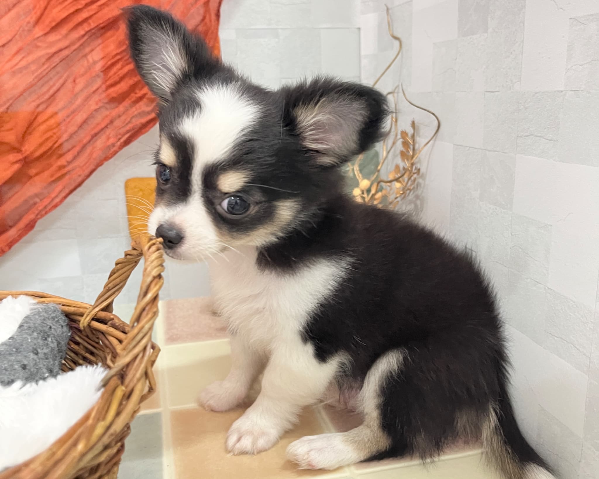 群馬県のチワワ(ロング) (かねだいペットトライアル前橋/2025年9月22日生まれ/男の子/ブラックタンホワイト)の子犬の1枚目の画像