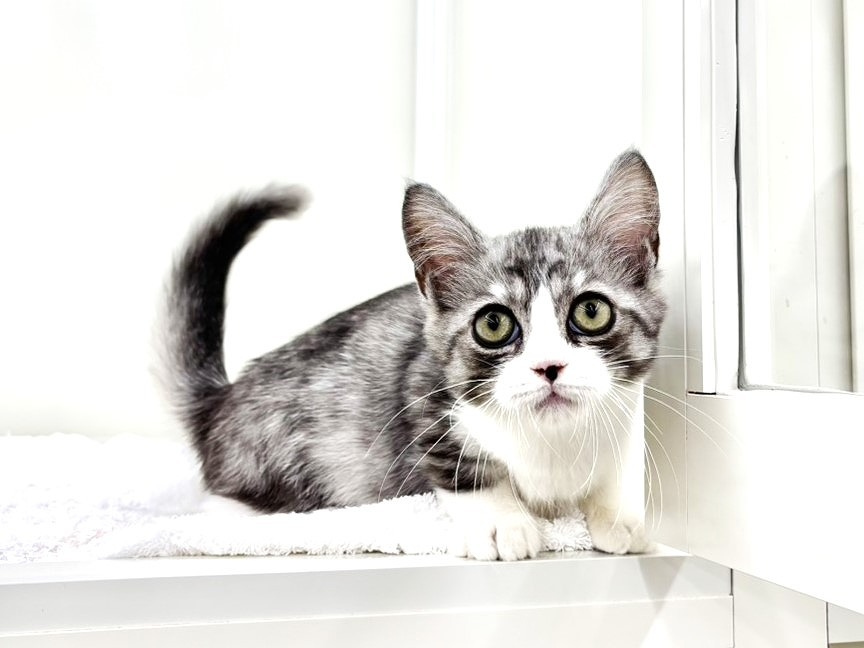 東京都のミヌエット (かねだい本町田店/2025年8月12日生まれ/男の子/ブルータビーホワイト)の子猫の1枚目の画像