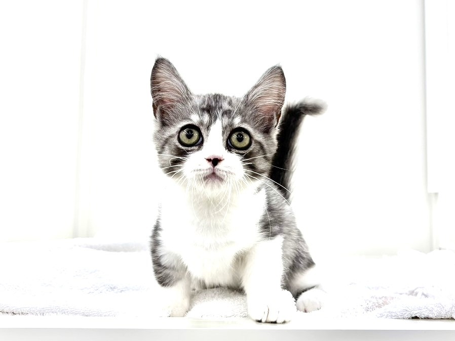 東京都のミヌエット (かねだい本町田店/2025年8月12日生まれ/男の子/ブルータビーホワイト)の子猫の2枚目の画像