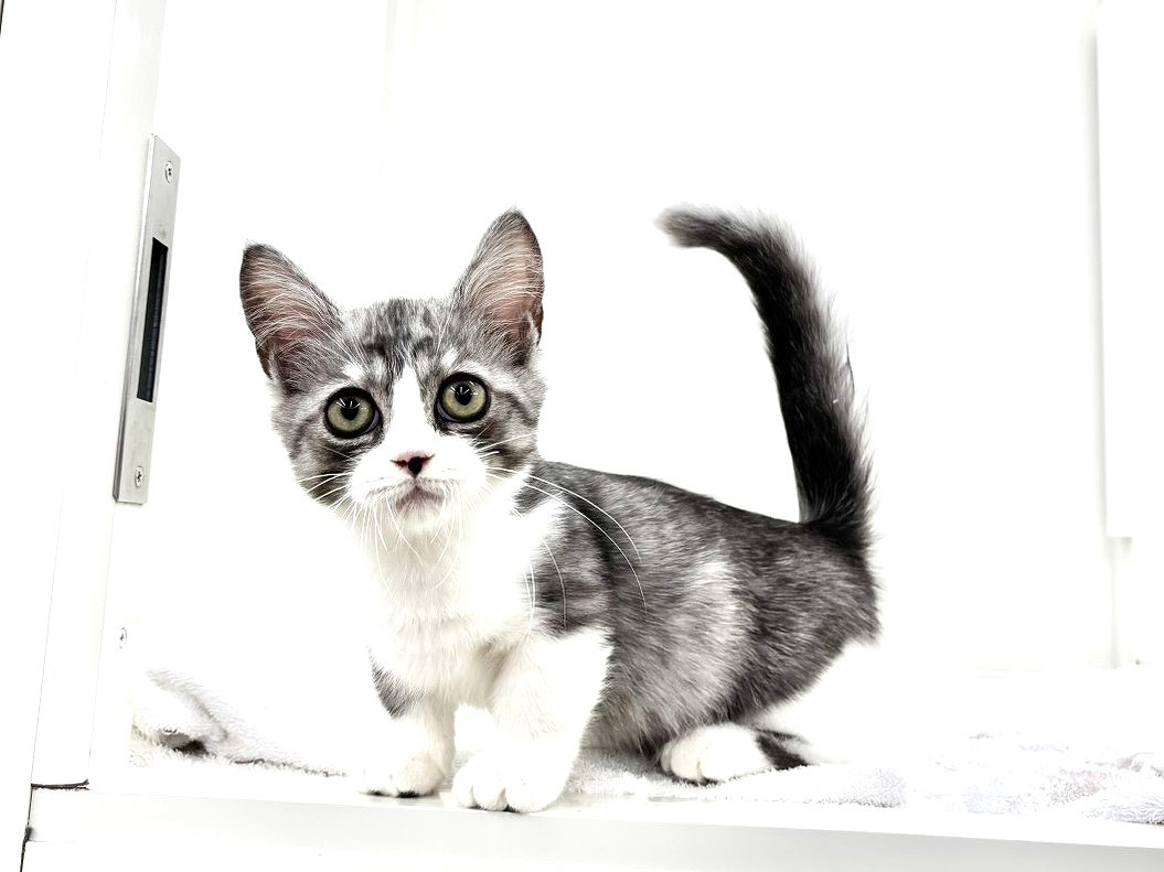 東京都のミヌエット (かねだい本町田店/2025年8月12日生まれ/男の子/ブルータビーホワイト)の子猫の3枚目の画像