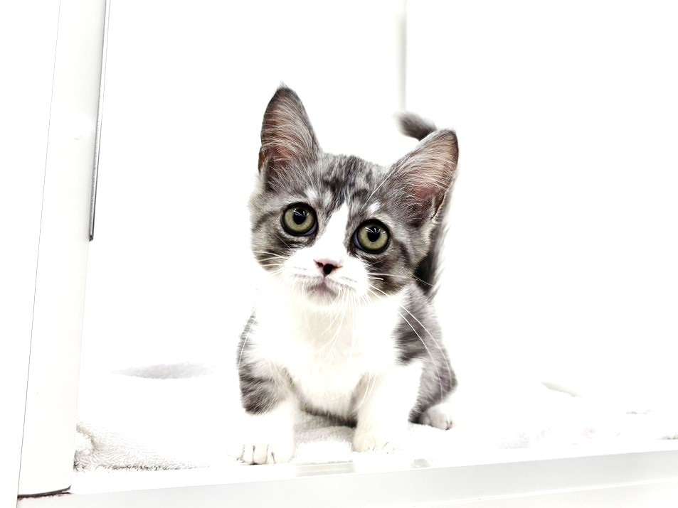 東京都のミヌエット (かねだい本町田店/2025年8月12日生まれ/男の子/ブルータビーホワイト)の子猫の4枚目の画像