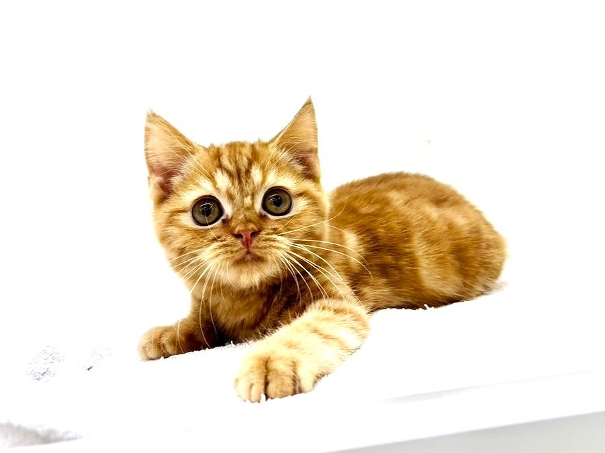 東京都のスコティッシュフォールド (かねだい本町田店/2025年8月4日生まれ/男の子/レッドタビー)の子猫の1枚目の画像