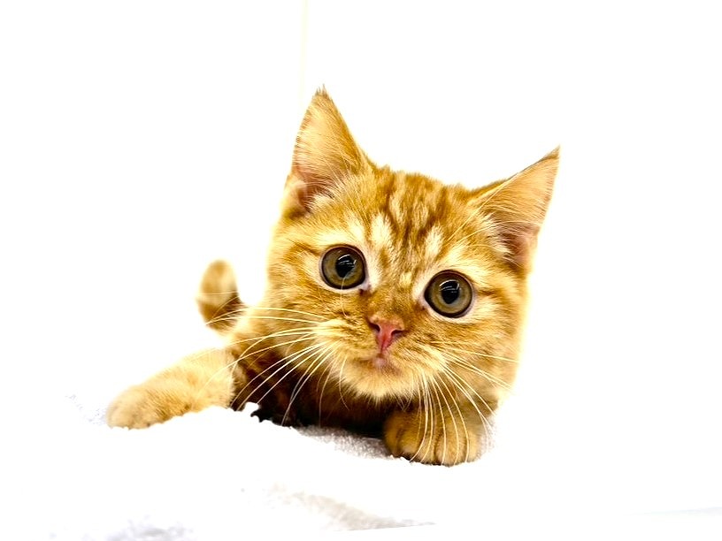 東京都のスコティッシュフォールド (かねだい本町田店/2025年8月4日生まれ/男の子/レッドタビー)の子猫の2枚目の画像