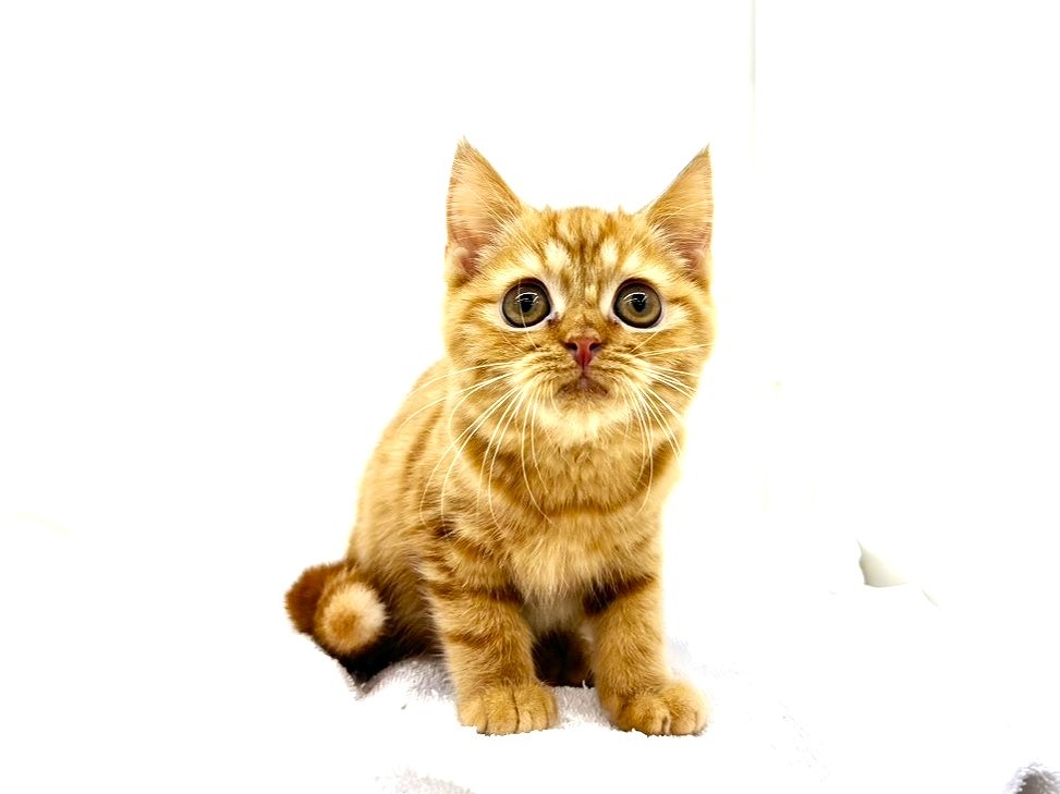 東京都のスコティッシュフォールド (かねだい本町田店/2025年8月4日生まれ/男の子/レッドタビー)の子猫の3枚目の画像