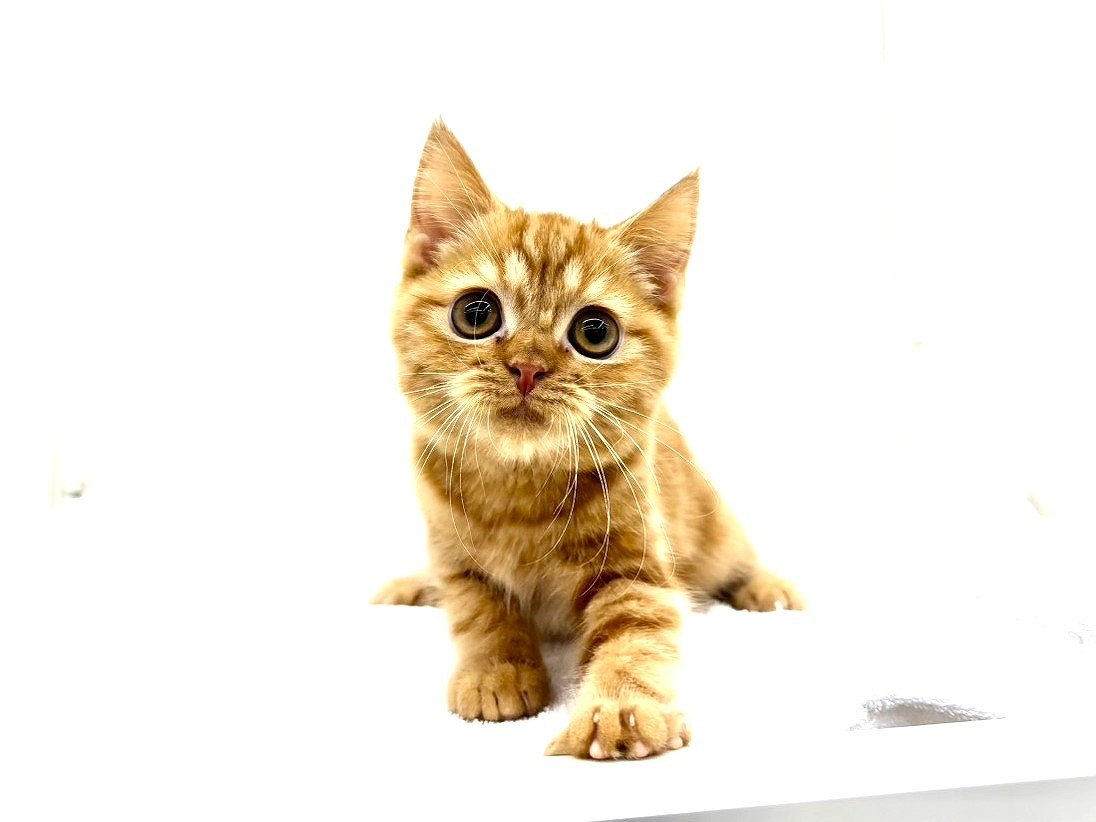 東京都のスコティッシュフォールド (かねだい本町田店/2025年8月4日生まれ/男の子/レッドタビー)の子猫の4枚目の画像