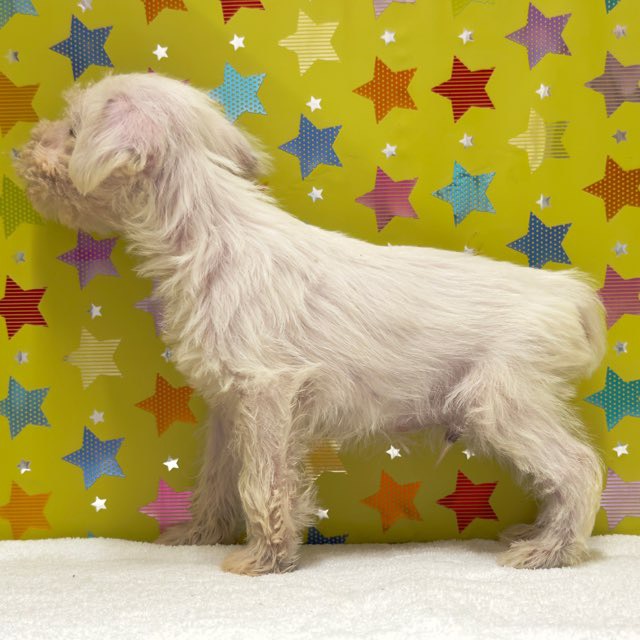 東京都のミニチュアシュナウザー (かねだい足立店/2025年10月4日生まれ/男の子/ホワイト)の子犬の4枚目の画像