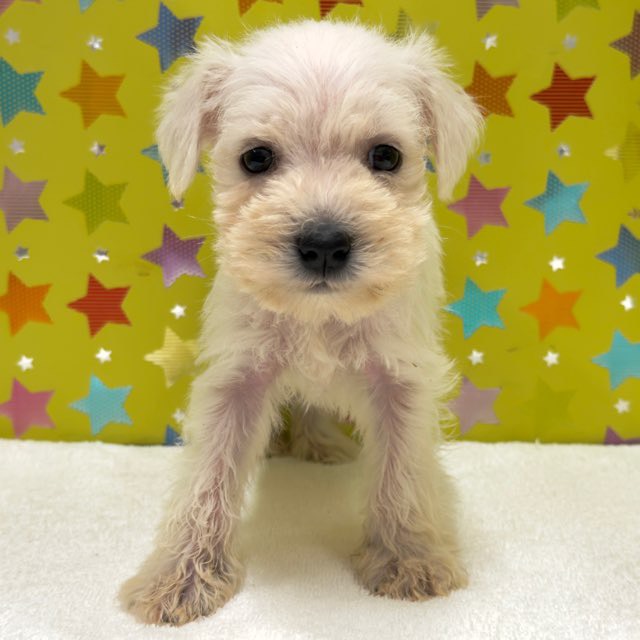 東京都のミニチュアシュナウザー (かねだい足立店/2025年10月4日生まれ/男の子/ホワイト)の子犬の2枚目の画像