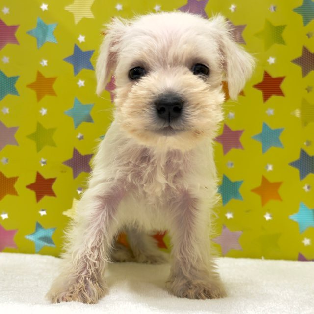 東京都のミニチュアシュナウザー (かねだい足立店/2025年10月4日生まれ/男の子/ホワイト)の子犬の3枚目の画像