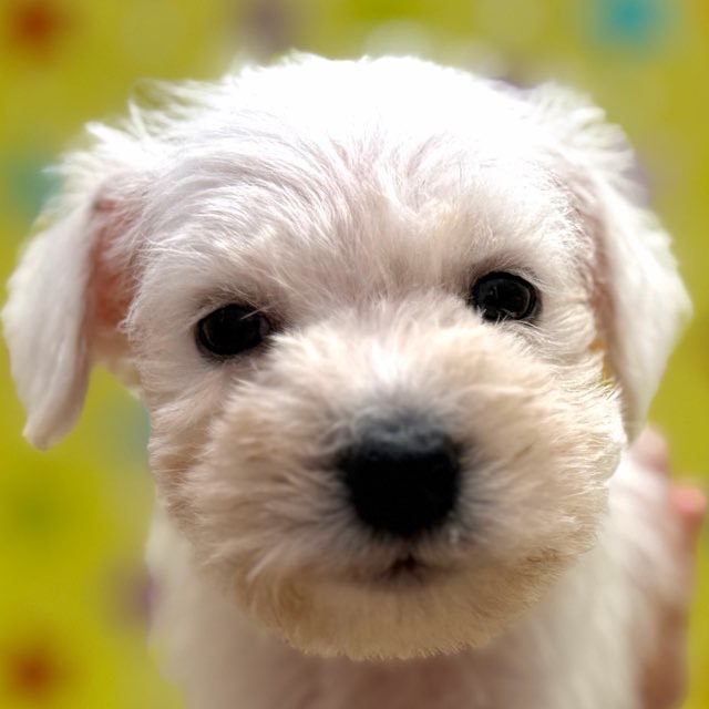 東京都のミニチュアシュナウザー (かねだい足立店/2025年10月4日生まれ/男の子/ホワイト)の子犬の1枚目の画像