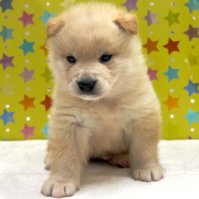 東京都の柴犬(標準サイズ) (かねだい足立店/2025年10月4日生まれ/男の子/白)の子犬の2枚目の画像