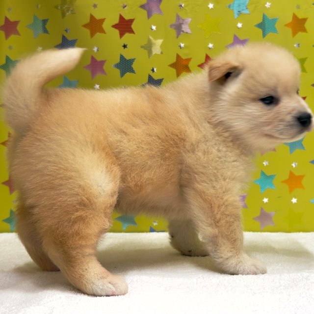 東京都の柴犬(標準サイズ) (かねだい足立店/2025年10月4日生まれ/男の子/白)の子犬の3枚目の画像