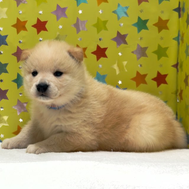 東京都の柴犬(標準サイズ) (かねだい足立店/2025年10月4日生まれ/男の子/白)の子犬の4枚目の画像