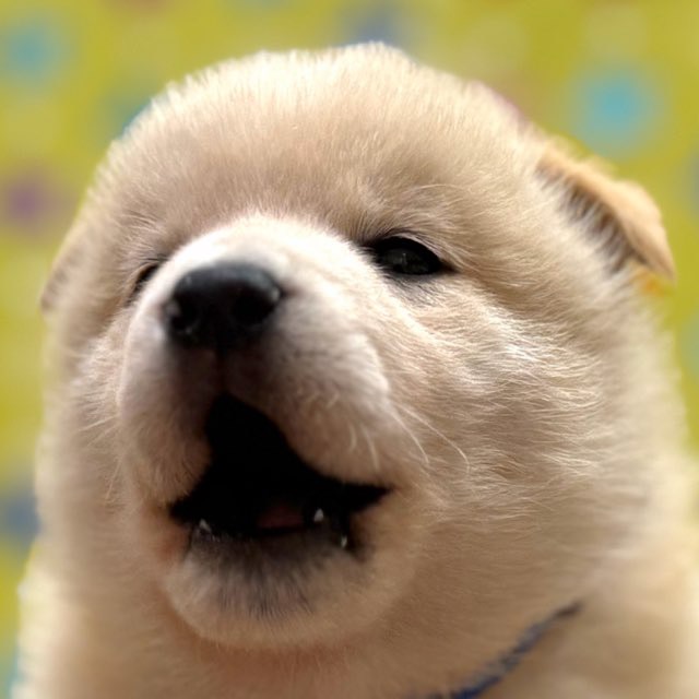 東京都の柴犬(標準サイズ) (かねだい足立店/2025年10月4日生まれ/男の子/白)の子犬の1枚目の画像