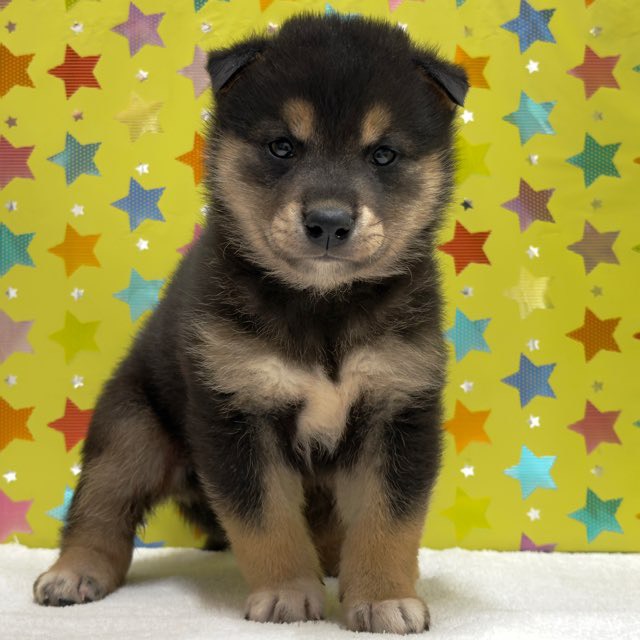 東京都の柴犬(標準サイズ) (かねだい足立店/2025年10月4日生まれ/男の子/黒)の子犬の2枚目の画像