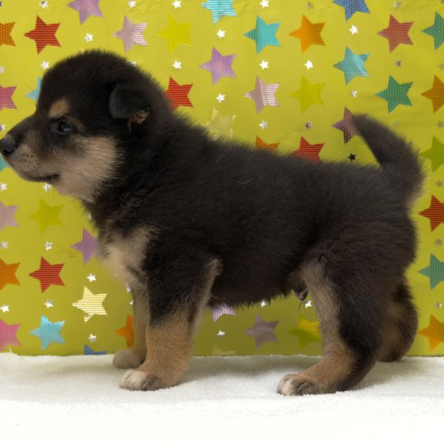 東京都の柴犬(標準サイズ) (かねだい足立店/2025年10月4日生まれ/男の子/黒)の子犬の3枚目の画像