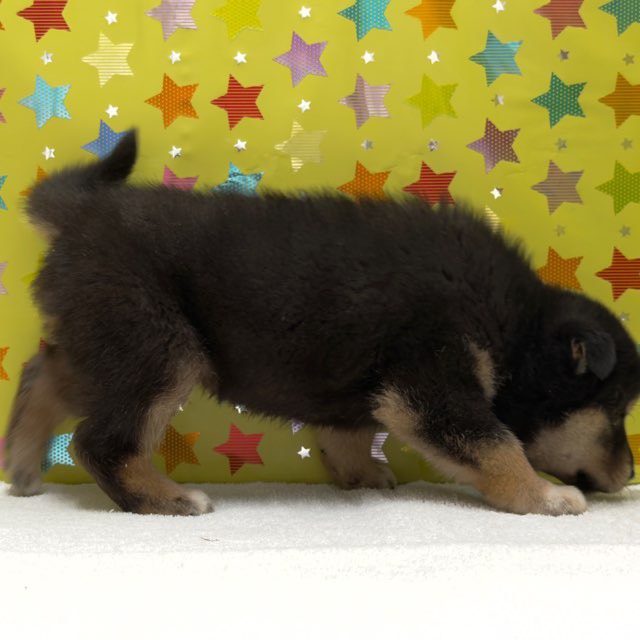 東京都の柴犬(標準サイズ) (かねだい足立店/2025年10月4日生まれ/男の子/黒)の子犬の4枚目の画像