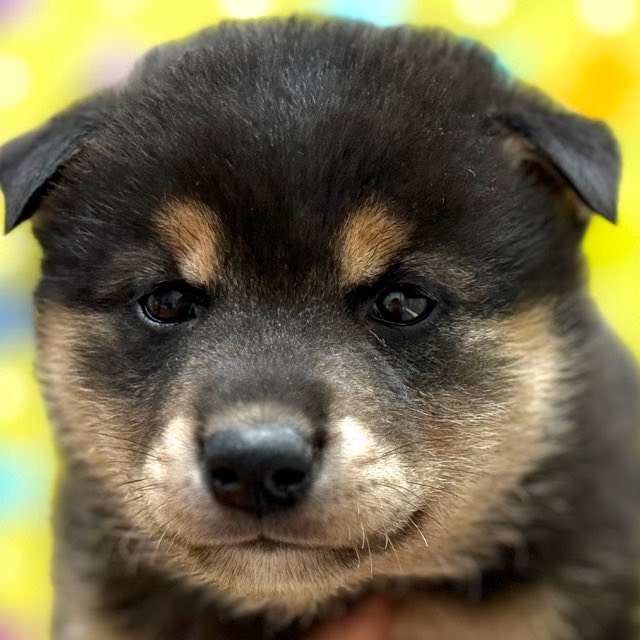 東京都の柴犬(標準サイズ) (かねだい足立店/2025年10月4日生まれ/男の子/黒)の子犬の1枚目の画像