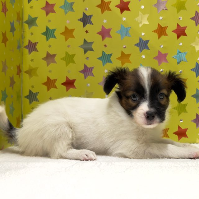 東京都のパピオン (かねだい足立店/2025年10月3日生まれ/男の子/ホワイトブラウン)の子犬の4枚目の画像