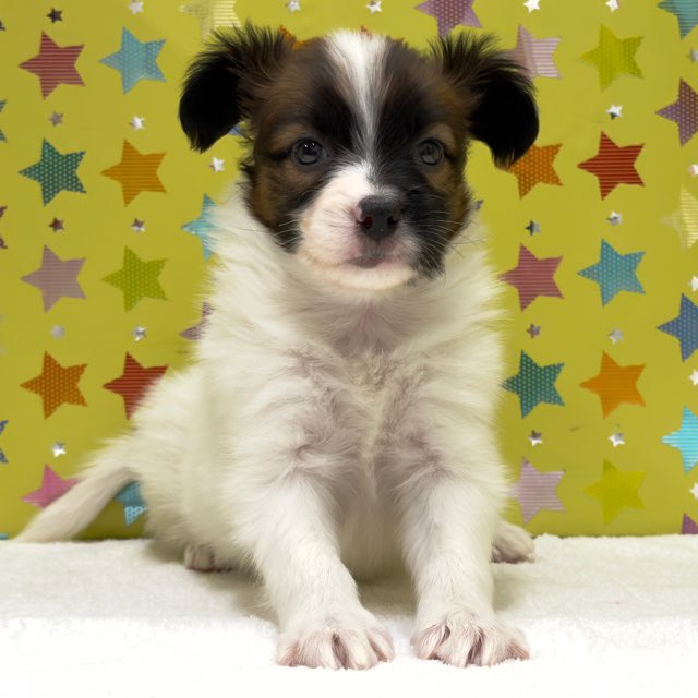 東京都のパピオン (かねだい足立店/2025年10月3日生まれ/男の子/ホワイトブラウン)の子犬の2枚目の画像