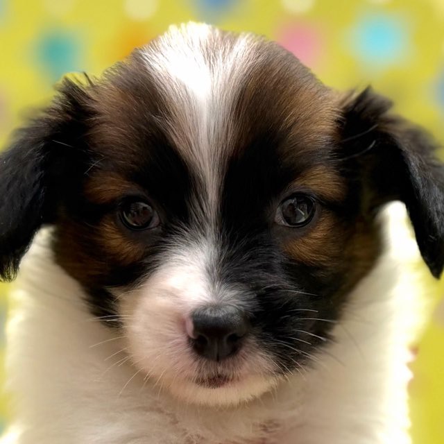 東京都のパピオン (かねだい足立店/2025年10月3日生まれ/男の子/ホワイトブラウン)の子犬の1枚目の画像