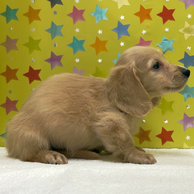 東京都のカニンヘンダックスフンド(ロング) (かねだい足立店/2025年10月5日生まれ/男の子/イエロー)の子犬の3枚目の画像