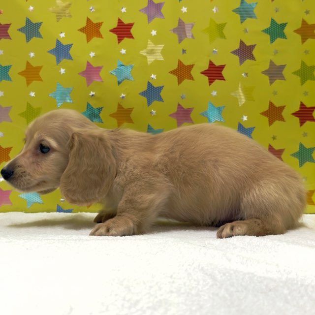 東京都のカニンヘンダックスフンド(ロング) (かねだい足立店/2025年10月5日生まれ/男の子/イエロー)の子犬の4枚目の画像