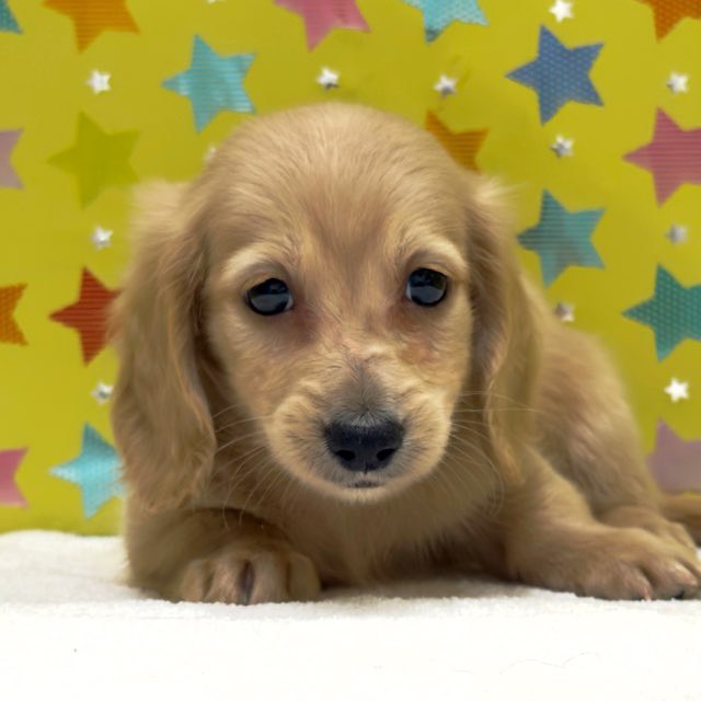 東京都のカニンヘンダックスフンド(ロング) (かねだい足立店/2025年10月5日生まれ/男の子/イエロー)の子犬の2枚目の画像