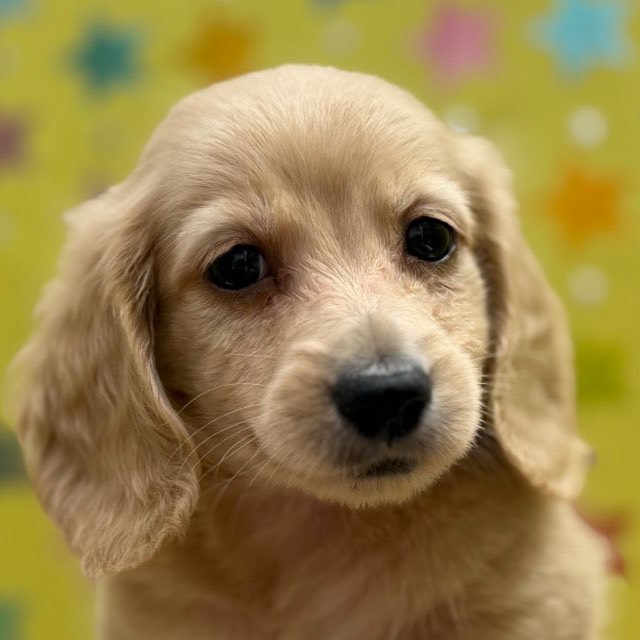 東京都のカニンヘンダックスフンド(ロング) (かねだい足立店/2025年10月5日生まれ/男の子/イエロー)の子犬の1枚目の画像