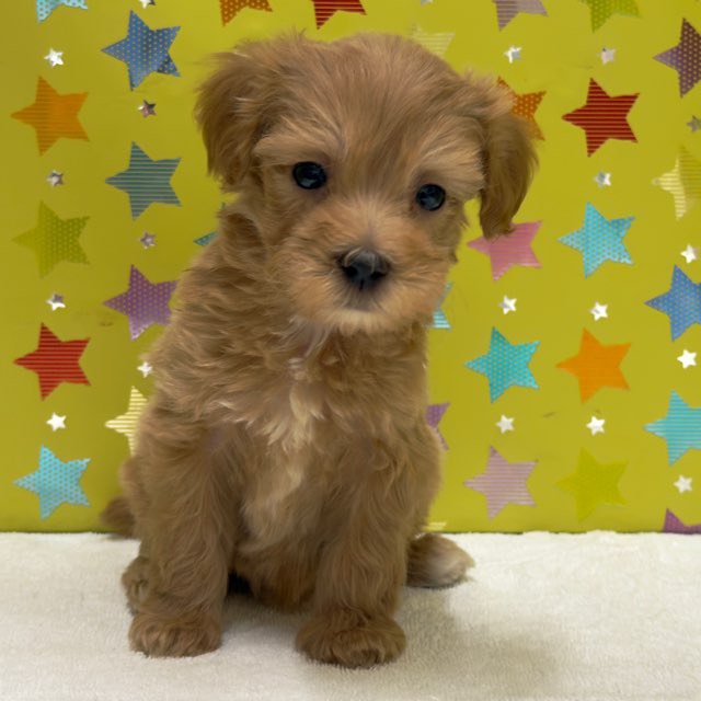 東京都のハーフ犬・ミックス犬 (かねだい足立店/2025年10月4日生まれ/男の子/その他色)の子犬の3枚目の画像