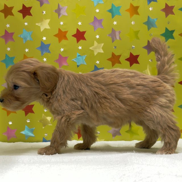 東京都のハーフ犬・ミックス犬 (かねだい足立店/2025年10月4日生まれ/男の子/その他色)の子犬の4枚目の画像