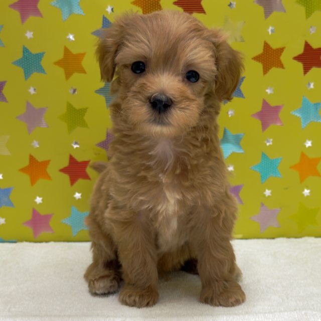 東京都のハーフ犬・ミックス犬 (かねだい足立店/2025年10月4日生まれ/男の子/その他色)の子犬の2枚目の画像