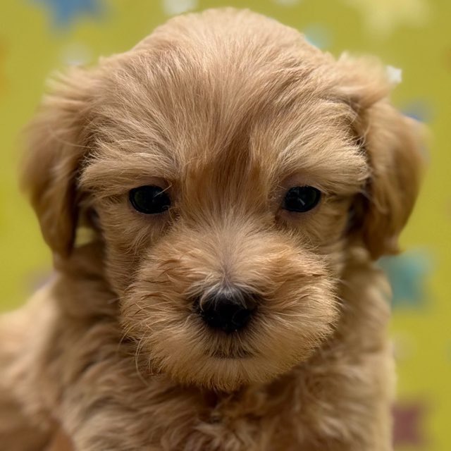 東京都のハーフ犬・ミックス犬 (かねだい足立店/2025年10月4日生まれ/男の子/その他色)の子犬の1枚目の画像