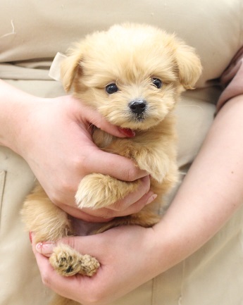 神奈川県のポメプー(ポメラニアン×プードル) (かねだい伊勢原店/2025年10月4日生まれ/女の子/クリーム)の子犬