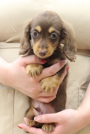 神奈川県のミニチュアダックスフンド(ロング) (かねだい伊勢原店/2025年10月4日生まれ/男の子/チョコレートタン)の子犬